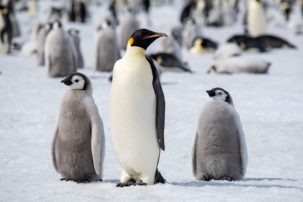 Antarctica-Weddell Sea-Snow Hill. Emperor penguins adult with chicks.